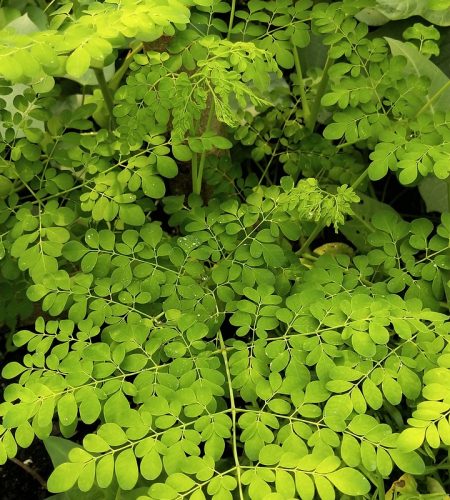 moringa oleifera, moringa, drumstick plant-4524611.jpg